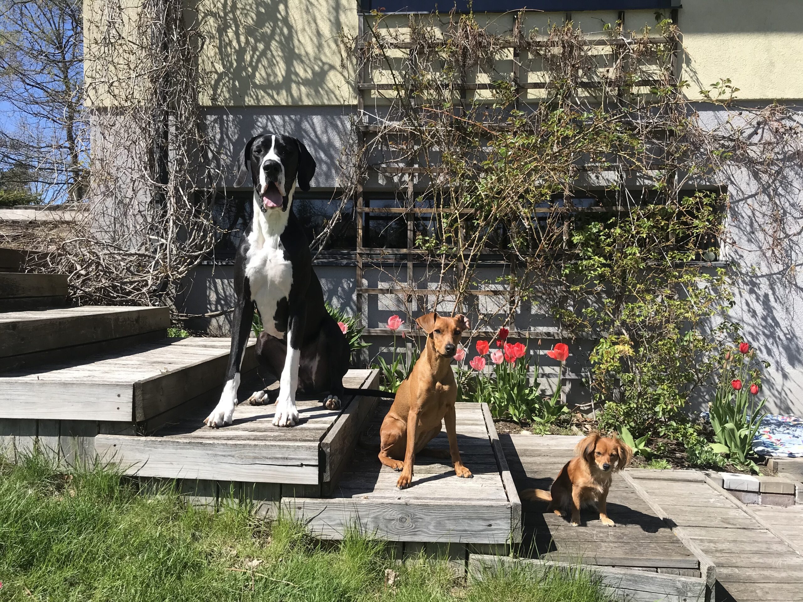 Lemmix toortoit meie koerte lemmik